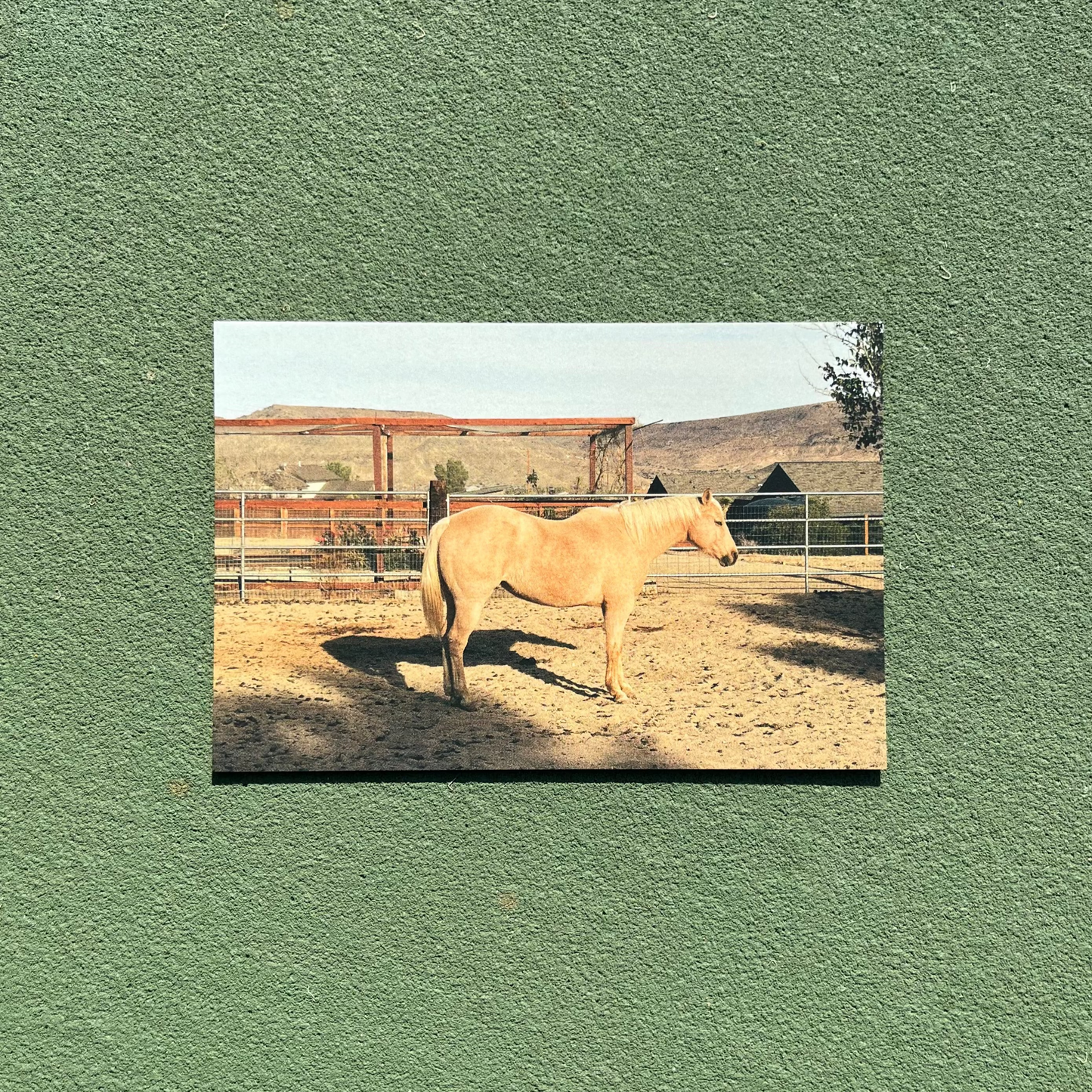 Pioneertown Pony Postcard