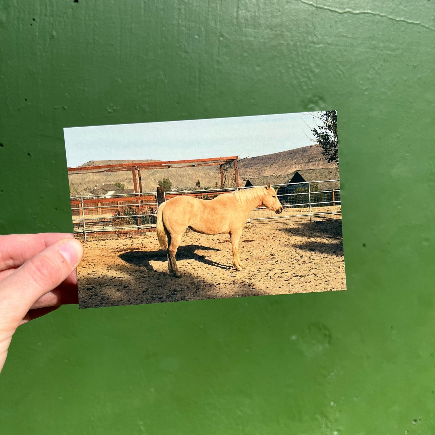 Pioneertown Pony Postcard