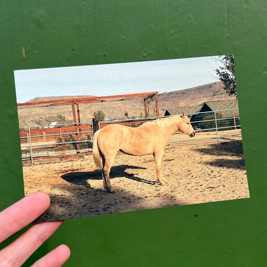 Pioneertown Pony Postcard